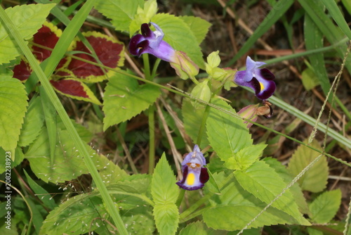 Canvastavla Close-up of delicate purple torenia flowers with wishbone botanical blooming wil