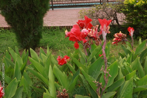 Red canna lily plants blooming in a landscaped park garden with botanical landscape gardening blooming