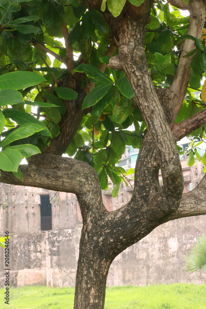 Obraz premium Close-up of textured tree trunk bark and green foliage branches in a park setting with branches, botanical
