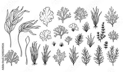 Fotografie Hand Drawn Seaweed and Underwater Plants Minimal Line Vector Collection
