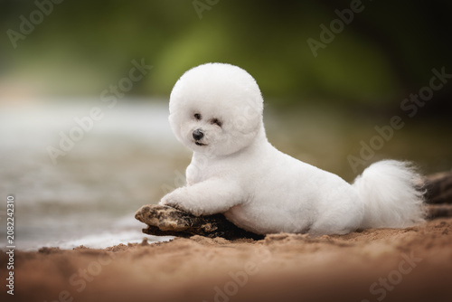 Photos Charming Bichon Frise dog with soft white fur comfortably settled on a sandy shore