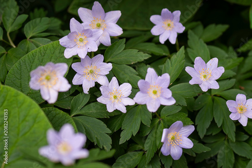 Soft lavender woodland anemones awaken beneath the trees. Close-up of pale lavender Anemone nemorosa 'Robinsoniana', wood anemone flowers blooming across a lush woodland floor in spring. 