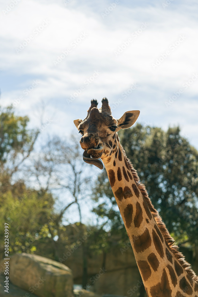 Fototapeta premium detailed close up of giraffe face and long neck in natural zoo habitat with trees and blue sky, sunny wildlife portrait with soft background