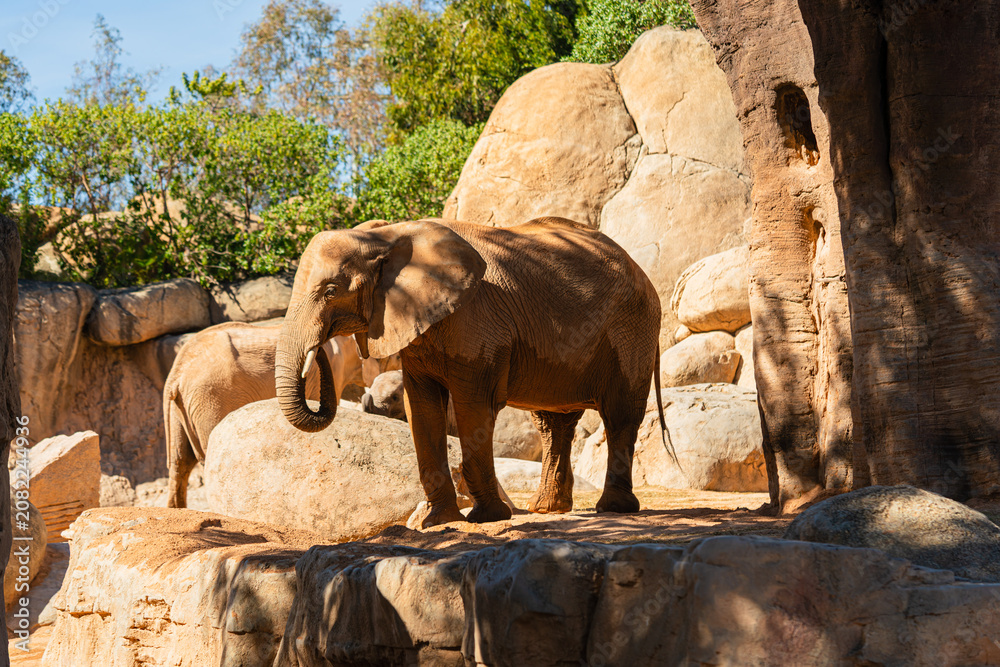 Fototapeta premium group of african elephants in sunny zoo enclosure with rocks and trees, natural wildlife scene showing large mammals in warm daylight