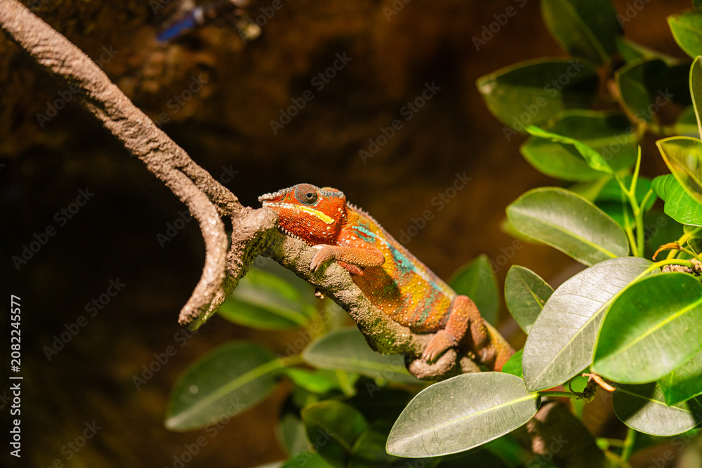 Fototapeta premium close up of colorful chameleon resting on branch with green leaves, vivid reptile skin texture in tropical habitat, warm sunlight and shallow depth of field