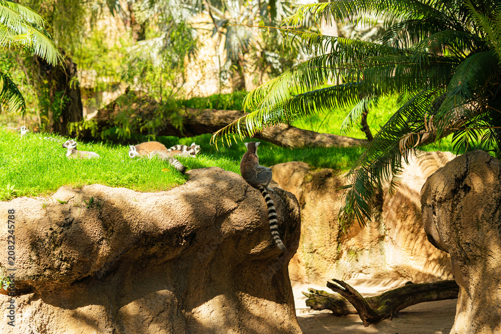 Fototapeta premium group of ring tailed lemurs interacting on rock in lush zoo enclosure with green grass and palm leaves, sunny wildlife scene with exotic animals