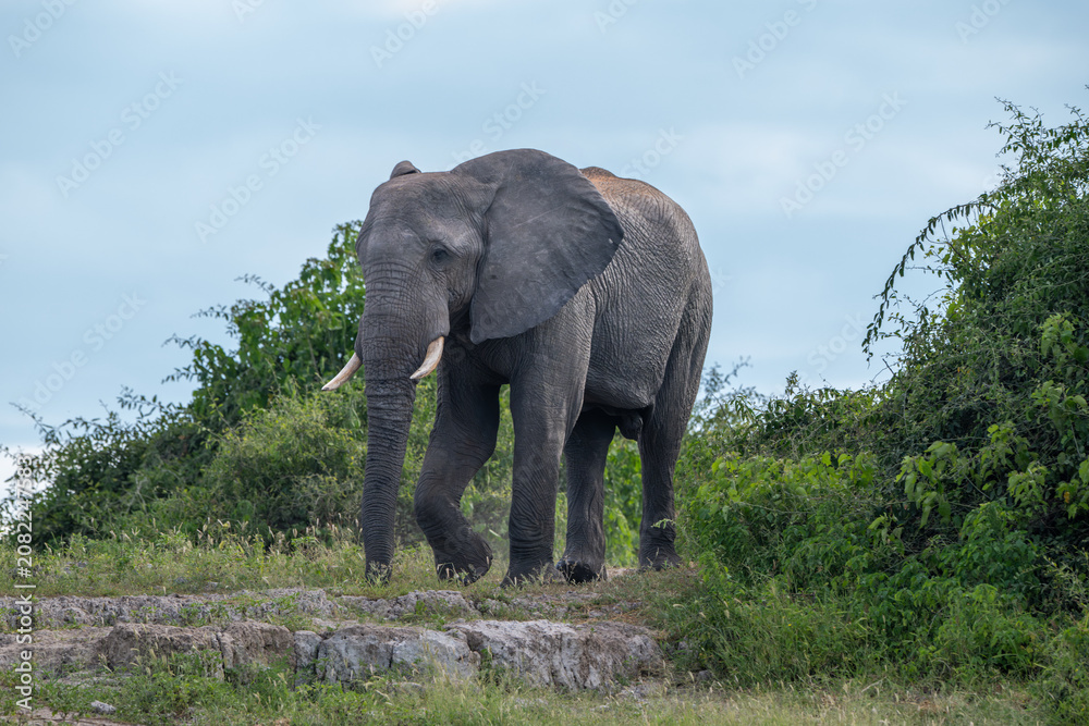 Fototapeta premium African elephant in Chobe National Park, Botswana