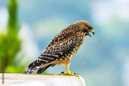 Red-shouldered Hawk (buteo lineatus) Perched and Ready for Takeoff
