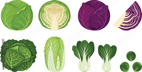 Foto Cabbage Variety Vector Element Set Featuring Green Red Savoy Napa Cabbage Cross