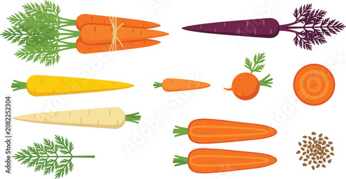 Foto Carrot Variety Vector Element Set Featuring Orange Purple Yellow White Carrots B