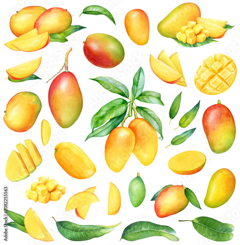 Collection of watercolor mango fruits, fruit parts, slices and leaves. Beautiful botanical illustrations.