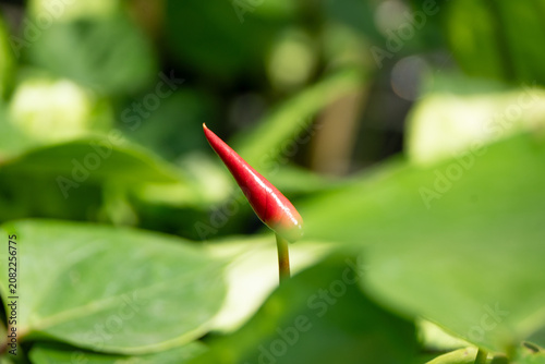 vivero
