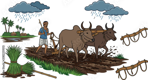 Photos Traditional Asian Farmer Plowing Muddy Rice Field with Bullocks in Rainy Season