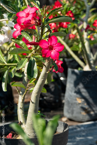 vivero