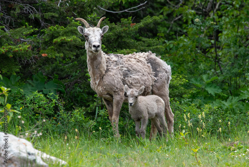 Foto Bighorn sheep with calf  in molt at Glacier National park