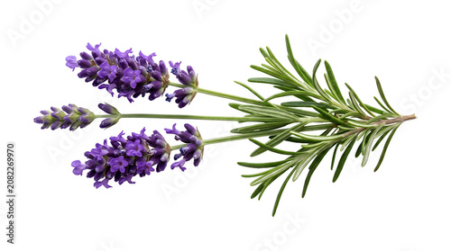 Canvas-taulu Lavender sprigs with three vivid purple flower heads arranged alongside a full g
