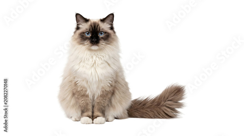 Obraz na plátně Ragdoll cat with deep blue eyes sitting upright showing a dark seal colorpoint f