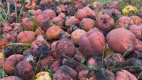 фотографія Rotten apples decomposing in the grass creating compost