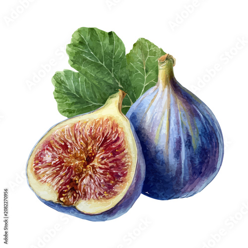 фотографія Fig watercolor vector, hand-painted style, high-quality illustration isolated on white background