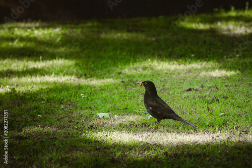 crow on the grass