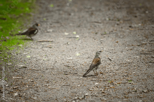 Fieldfare bird (Turdus pilaris) running on a dirt path in nature.