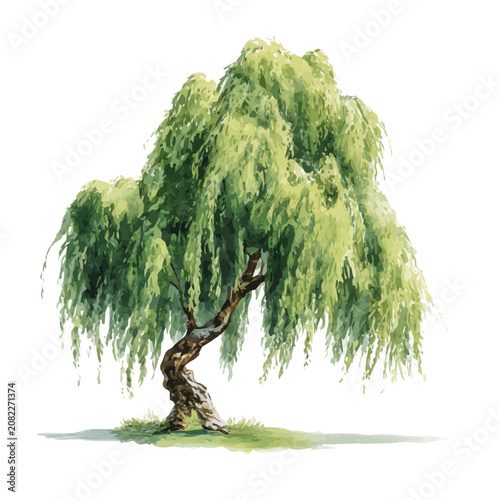 Photography Weeping Willow Tree watercolor vector, hand-painted style, high-quality illustration isolated on white background