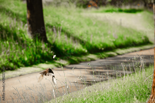 Fieldfare bird (Turdus pilaris) running on a dirt path in nature.