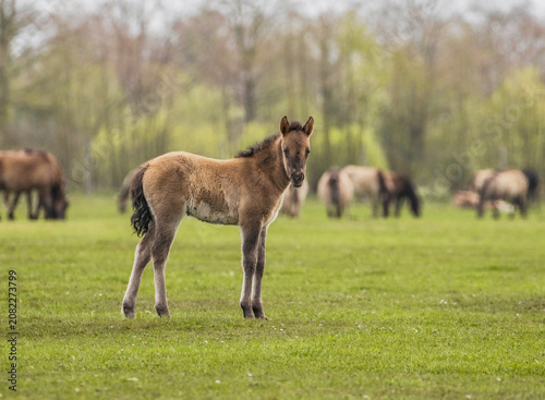 Konstfotografi Wildpferde in Dülmen