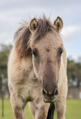 Dülmener Wildpferde