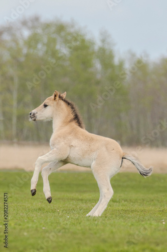 Dülmener Wildpferde