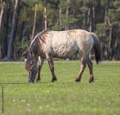 Konstfotografi Wildpferde in Dülmen