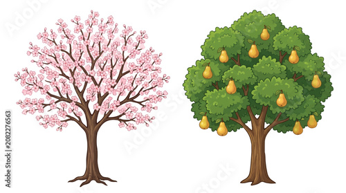 Cherry blossom tree with pink flowers and green pear tree with ripe yellow fruit vector illustration