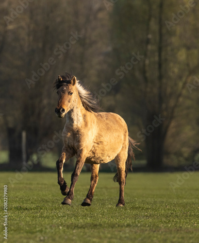 Dülmener Wildpferd