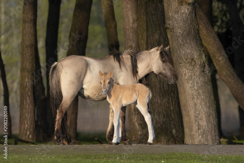 Dülmener Wildpferde