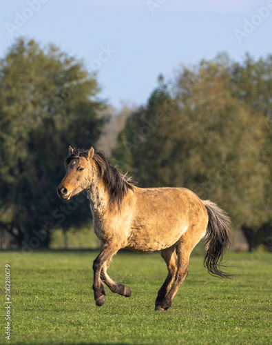 Dülmener Wildpferd
