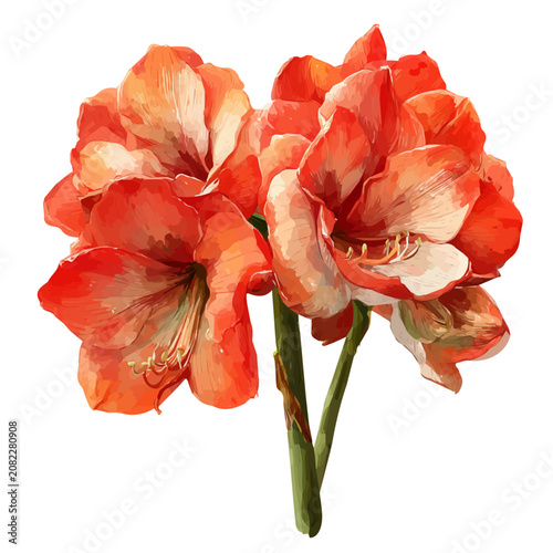 Fotografie Amaryllis Bouquet watercolor vector illustration, high-quality artwork isolated on a pure white background