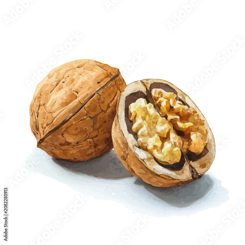 Canvas Print Walnut watercolor vector, hand-painted style, high-quality illustration isolated on white background