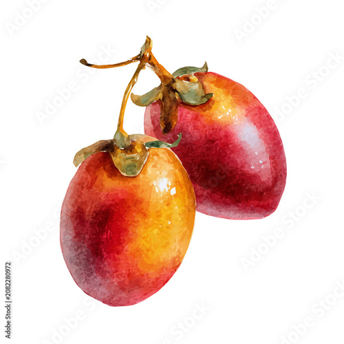 фотографія Stylized watercolor Tamarillo vector, modern artistic illustration with high-quality details on a pure white background
