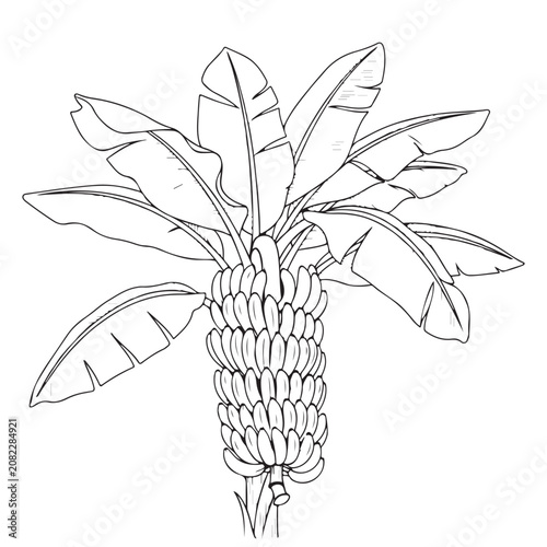 Banana tree with large leaves and bunch of fruit line art vector illustration for coloring book