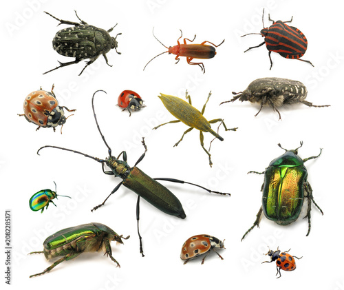 Foto Collection of various colorful beetles and insects on a white background with na