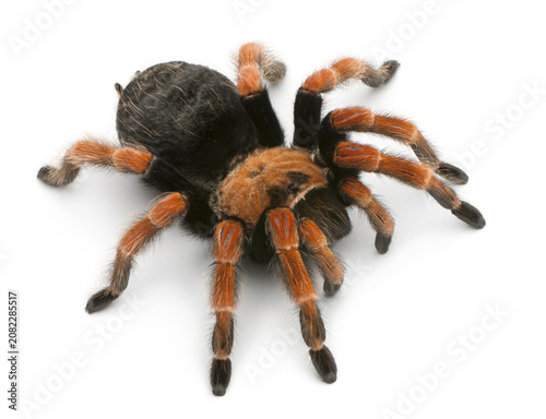 Obraz na plátne Large orange and black tarantula spider with white background eight legs tarantu