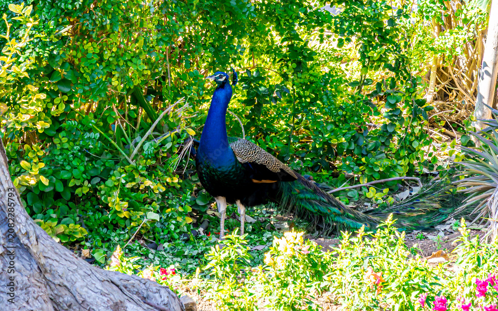 Obraz premium St. Antons Garten. Balzan (Pfau Vögel), Malta in Europa