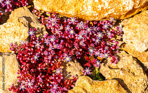 Foto Sedum - Australische Buschblüten