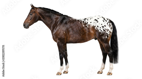 Fotografía Appaloosa horse with brown coat and spotted white rump standing in full side pro
