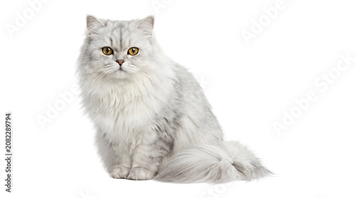 Quadro su tela Fluffy white long haired cat with golden eyes sitting gracefully with a full cur