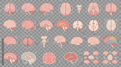 Foto Human Brain Anatomy Sections and Views Collection Isolated on Transparent Backgr