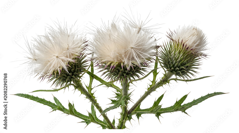 Obraz premium Three spiky thistle plants with fluffy white seed heads and prickly green stems isolated as PNG on transparent background
