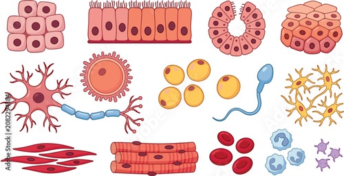 Photos Human cell types set including neuron muscle blood sperm ovum bone epithelial an