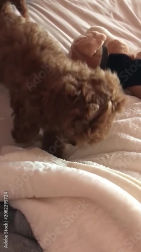Playful Puppy on Bed with Plush Toy in Cozy Bedroom