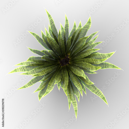 Top-Down View of Potted Snake Plant Sansevieria Isolated on Transparent Background